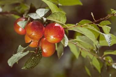Yağmurdan sonra kiraz dalları, sığ alan derinliğine dikkat edin.
