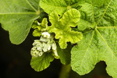  kırmızı yaban ördeği yaprakları ve tomurcukları, yüzeysel alan derinliğine dikkat edin.