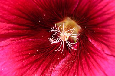 Yakın planda mallow çiçeği, alanın sığ derinliğine dikkat edin