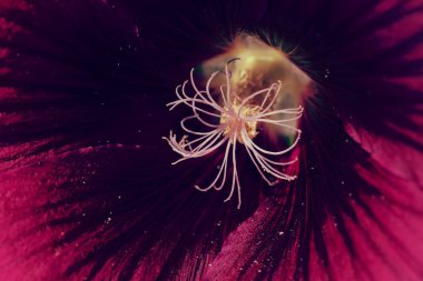 Yakın planda mallow çiçeği, alanın sığ derinliğine dikkat edin