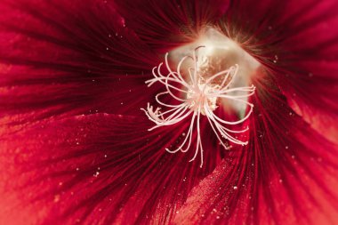 Yakın planda mallow çiçeği, alanın sığ derinliğine dikkat edin