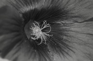 Yakın planda mallow çiçeği, alanın sığ derinliğine dikkat edin