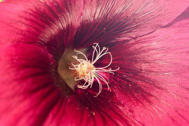 Yakın planda mallow çiçeği, alanın sığ derinliğine dikkat edin