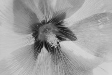 Yakın planda mallow çiçeği, alanın sığ derinliğine dikkat edin