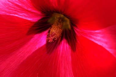 Yakın planda mallow çiçeği, alanın sığ derinliğine dikkat edin