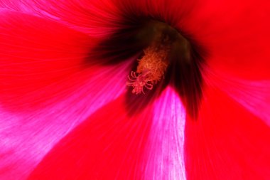 Yakın planda mallow çiçeği, alanın sığ derinliğine dikkat edin