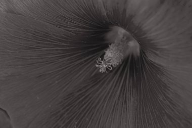 Yakın planda mallow çiçeği, alanın sığ derinliğine dikkat edin