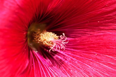 Yakın planda mallow çiçeği, alanın sığ derinliğine dikkat edin