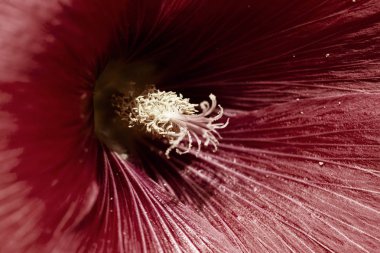 Yakın planda mallow çiçeği, alanın sığ derinliğine dikkat edin