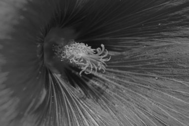 Yakın planda mallow çiçeği, alanın sığ derinliğine dikkat edin