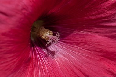 Yakın planda mallow çiçeği, alanın sığ derinliğine dikkat edin
