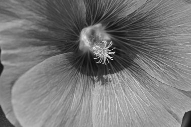 Yakın planda mallow çiçeği, alanın sığ derinliğine dikkat edin