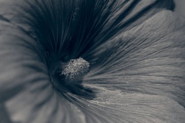 kırmızı mallow çiçeği yakın planda, alanın sığ derinliğine dikkat edin