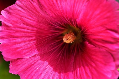 kırmızı mallow çiçeği yakın planda, alanın sığ derinliğine dikkat edin