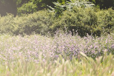 Çayırdaki menekşe çiçekleri, tarlanın sığ derinliğine dikkat edin.