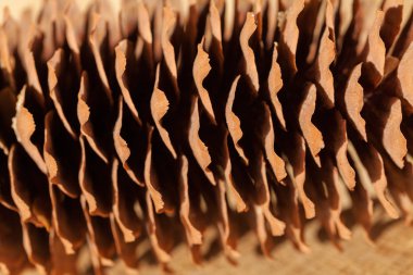 Ahşap bir zemine yakın çam kozalakları, dikkat edin sığ alan derinliği