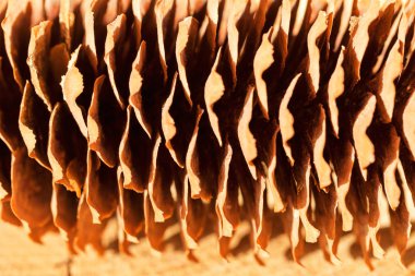 Ahşap bir zemine yakın çam kozalakları, dikkat edin sığ alan derinliği