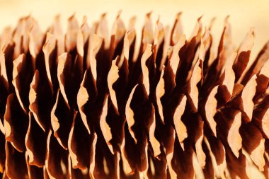 Ahşap bir zemine yakın çam kozalakları, dikkat edin sığ alan derinliği