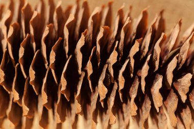 Ahşap bir zemine yakın çam kozalakları, dikkat edin sığ alan derinliği