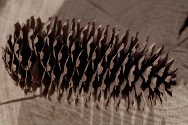 Ahşap bir zemine yakın çam kozalakları, dikkat edin sığ alan derinliği