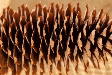 Ahşap bir zemine yakın çam kozalakları, dikkat edin sığ alan derinliği