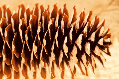 Ahşap bir zemine yakın çam kozalakları, dikkat edin sığ alan derinliği