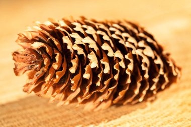 Ahşap bir tabanda çam kozalakları, derin alan derinliğine dikkat edin.