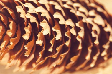 Ahşap bir zemine yakın çam kozalakları, dikkat edin sığ alan derinliği