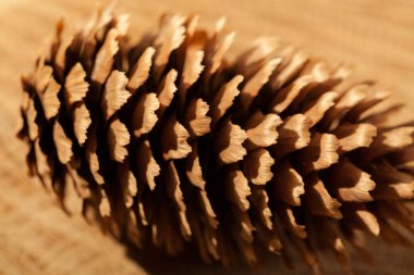 Ahşap bir zemine yakın çam kozalakları, dikkat edin sığ alan derinliği