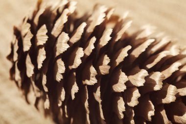 Ahşap bir zemine yakın çam kozalakları, dikkat edin sığ alan derinliği