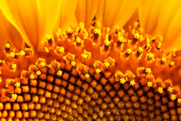 Das Innere Der Blume Sonnenblume Nahaufnahme Beachten Sie Flache Tiefe — Stockfoto