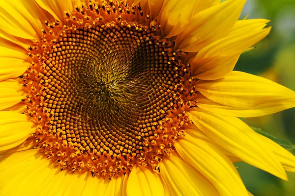 Tournesol Par Une Journée Ensoleillée Note Faible Profondeur Champ — Photo