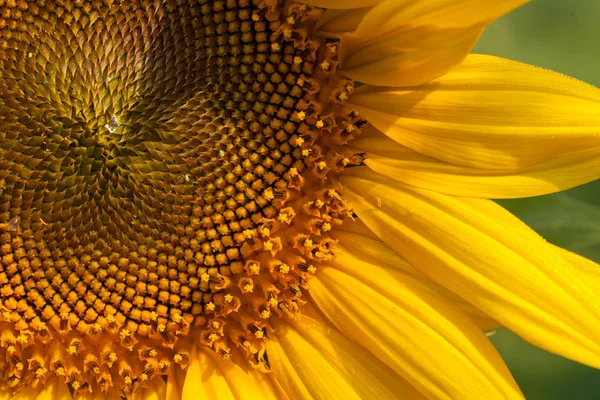 Çiçeğin Içindeki Ayçiçeği Yakın Plan Tarlanın Sığ Derinliğine Dikkat — Stok fotoğraf