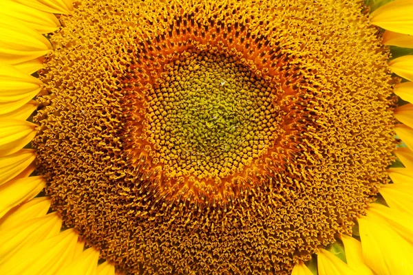 Das Innere Der Blume Sonnenblume Nahaufnahme Beachten Sie Flache Tiefe — Stockfoto