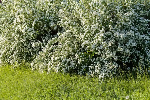 Arbusto Com Pequenas Flores Brancas Uns Ramos Natureza Observe Profundidade — Fotografia de Stock