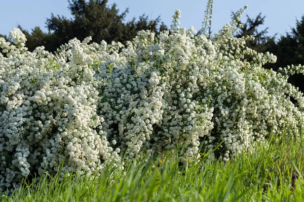 Strauch Mit Kleinen Weißen Blüten Auf Einem Zweig Der Natur — Stockfoto
