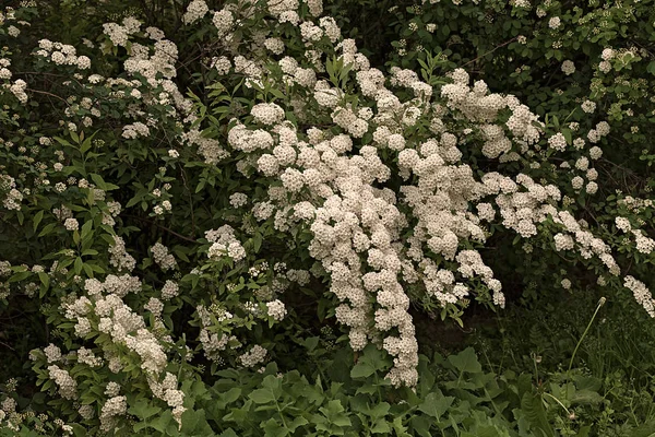 Krzak Drobny Biały Kwiat Gałąź Przyroda Zaznaczam Płytki Głębia Pole — Zdjęcie stockowe