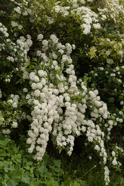 Strauch Mit Kleinen Weißen Blüten Auf Einem Zweig Der Natur — Stockfoto