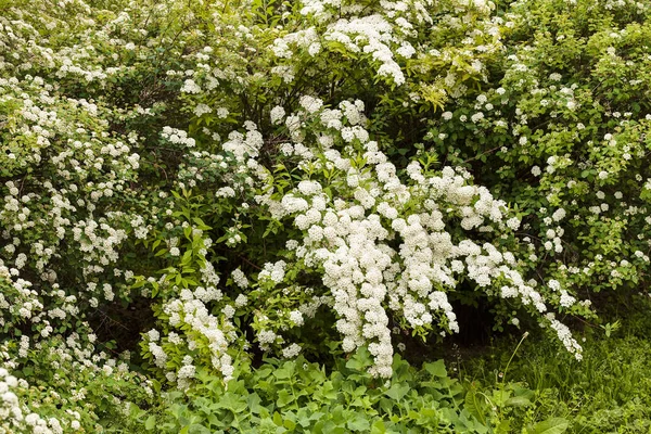 在自然界的枝条上有小白花的灌木 注意田野的浅层深度 — 图库照片