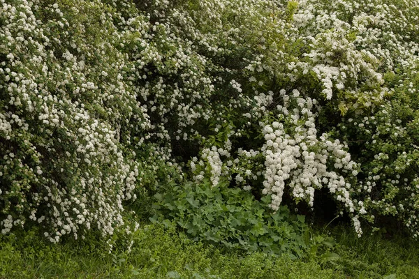 在自然界的枝条上有小白花的灌木 注意田野的浅层深度 — 图库照片