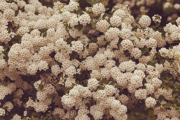 Struik Met Kleine Witte Bloemen Een Takken Natuur Opmerking Ondiepe — Stockfoto