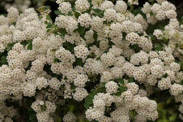 Tufiș Flori Mici Albe Ramuri Natură Notă Adâncime Superficială Câmpului — Fotografie, imagine de stoc