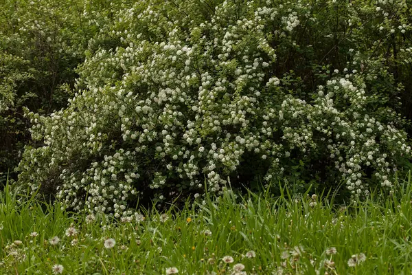 Arbusto Com Pequenas Flores Brancas Uns Ramos Natureza Observe Profundidade — Fotografia de Stock