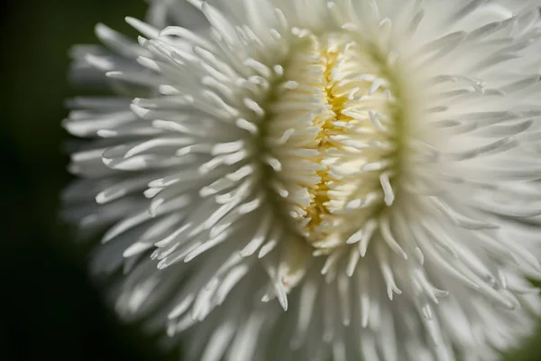 Flor Blanca Lanuda Primer Plano Sobre Fondo Oscuro Nota Poca — Foto de Stock