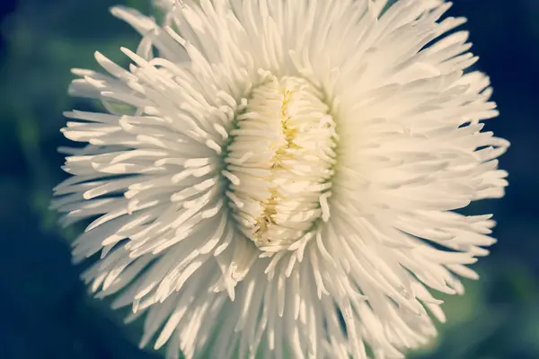 Flor Blanca Lanuda Primer Plano Sobre Fondo Oscuro Nota Poca — Foto de Stock