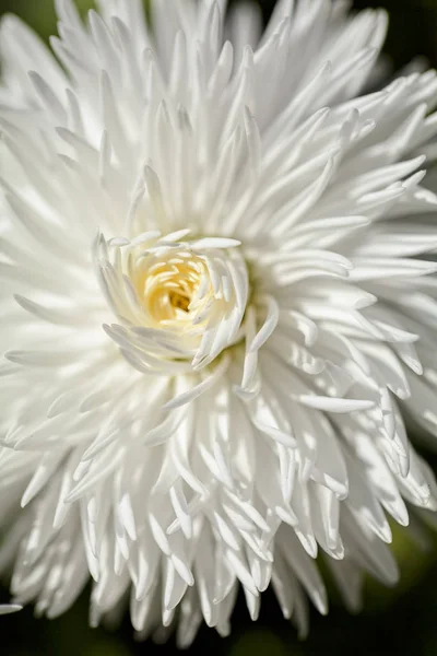 Shaggy White Flower Close Dark Background Note Shallow Depth Field — Stock Photo, Image