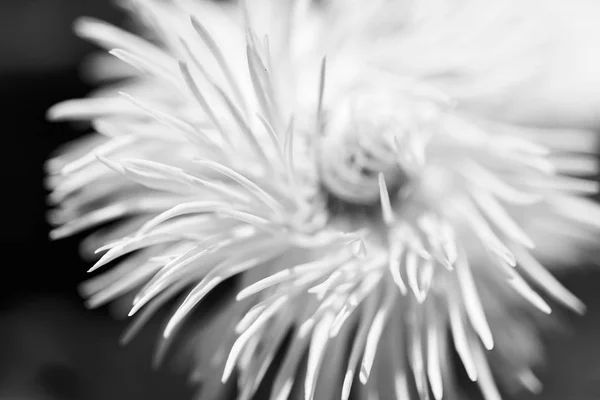 Flor Blanca Lanuda Primer Plano Sobre Fondo Oscuro Nota Poca —  Fotos de Stock