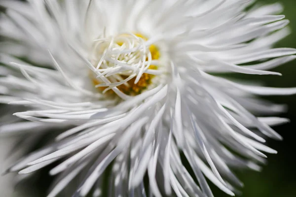 Flor Blanca Lanuda Primer Plano Sobre Fondo Oscuro Nota Poca — Foto de Stock