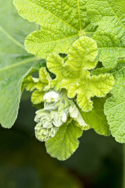 Rode Kaasjesbladeren Knoppen Natuur Ondiepe Velddiepte Noteren — Stockfoto