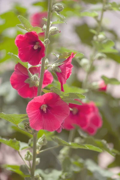 Flores Malva Ramo Natureza Observe Profundidade Rasa Campo — Fotografia de Stock